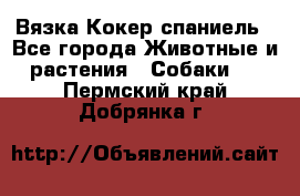 Вязка Кокер спаниель - Все города Животные и растения » Собаки   . Пермский край,Добрянка г.